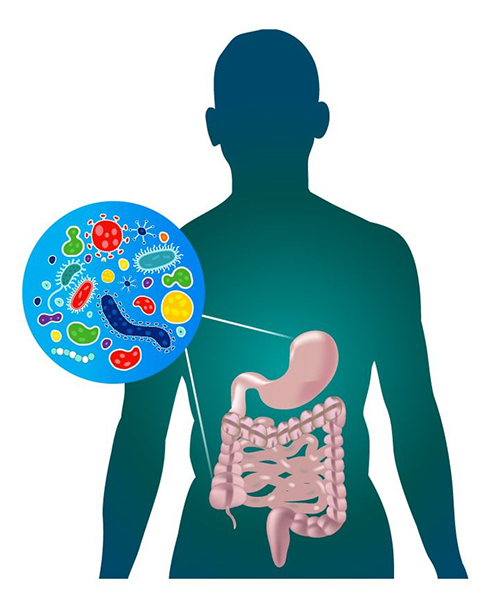 Comprehensive Medical Study: The Gut Microbiome, Endocrine Hormones, Industrial Farming, and Consumer Solutions