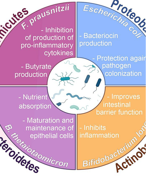The Gut Microbiome: A Key to Unlocking Optimal Health